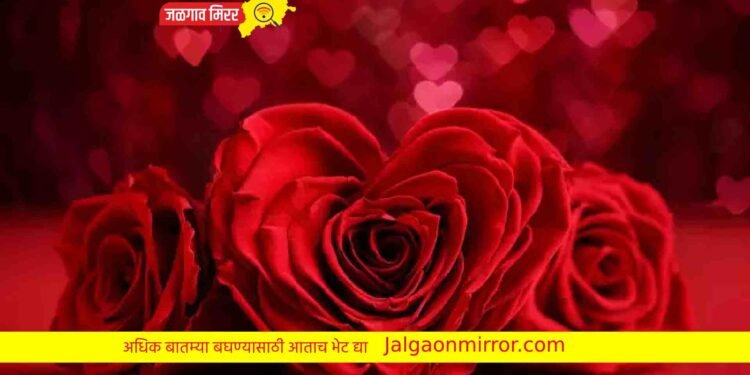 या रंगाच्या गुलाबाचे काय आहे महत्व ; जाणून घ्या सविस्तर !