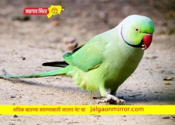 पोपटाने दिली साक्ष : नऊ वर्षांनी आरोपीला मिळाली जन्मठेप !