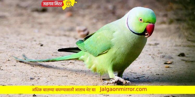 पोपटाने दिली साक्ष : नऊ वर्षांनी आरोपीला मिळाली जन्मठेप !