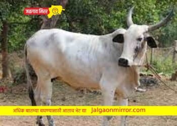 गौसेवकांना आनंदाची बातमी : विधानसभेत विधेयक मंजूर !