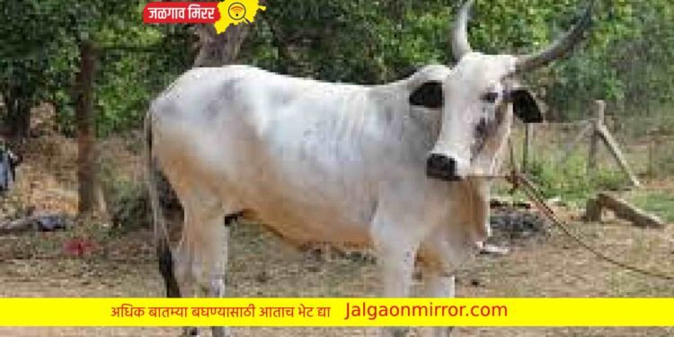 गौसेवकांना आनंदाची बातमी : विधानसभेत विधेयक मंजूर !