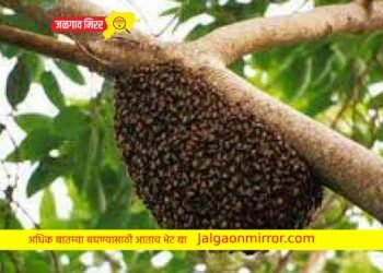 घरी जात असतांना मधमाशांच्या हल्ल्यात वडिलांचा मृत्यू तर मुलगा जखमी !