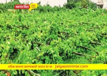 अवकाळी पावसाने केला शेतकऱ्यांच्या स्वप्नाचा चुराडा !