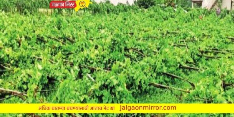 अवकाळी पावसाने केला शेतकऱ्यांच्या स्वप्नाचा चुराडा !