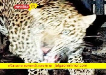 धुमाकूळ घालणारा बिबट्या अडकला पिंजऱ्यात !