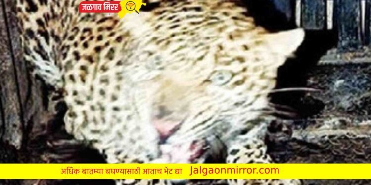 धुमाकूळ घालणारा बिबट्या अडकला पिंजऱ्यात !