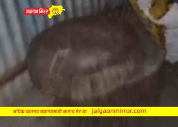 खळबळजनक : कत्तलखान्यावर समाजसेवकांच्या मदतीने पोलिसांचा छापा !