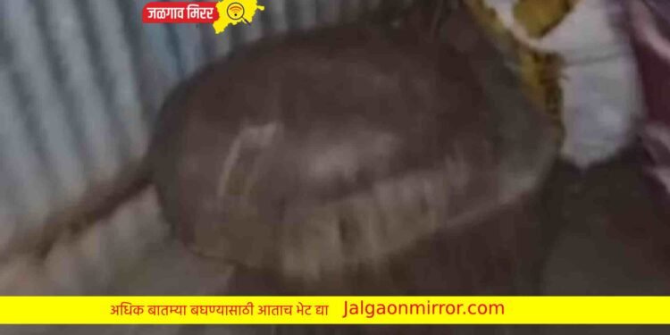 खळबळजनक : कत्तलखान्यावर समाजसेवकांच्या मदतीने पोलिसांचा छापा !