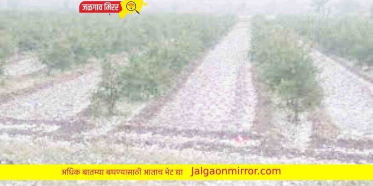 राज्यातील या जिल्ह्यात अवकाळी पावसासह गारपिटीचा अंदाज !