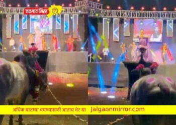 नांदखुळा : गौतमीचा डान्स बघून बैल ही थिरकला !