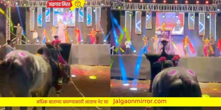 नांदखुळा : गौतमीचा डान्स बघून बैल ही थिरकला !