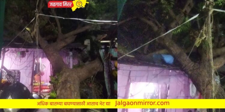 जळगावात वारा वादळाने घरावर पडले झाड !