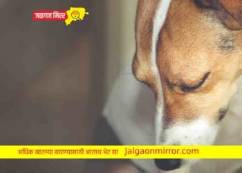 दोन वर्षाच्या श्वानावर सोबत ६० वर्षीय वृद्धाने केले घाणेरडे कृत्य !