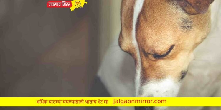 दोन वर्षाच्या श्वानावर सोबत ६० वर्षीय वृद्धाने केले घाणेरडे कृत्य !