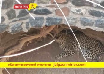 कोरड्या विहिरीत पडला बिबट्या अन उडाली तारांबळ !