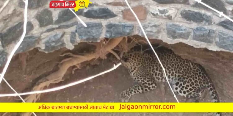 कोरड्या विहिरीत पडला बिबट्या अन उडाली तारांबळ !