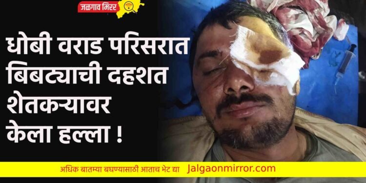 धोबी वराड परिसरात बिबट्याची दहशत ; शेतकऱ्यावर केला हल्ला !