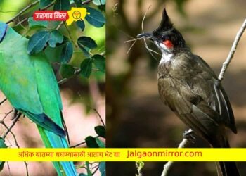 अमळनेरात पक्षांची मांदियाळी !