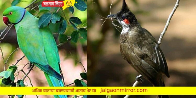 अमळनेरात पक्षांची मांदियाळी !