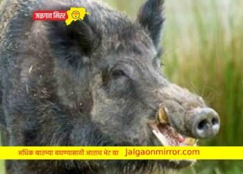 जळगावात मॉर्निंग वॉकला गेलेल्या महिलेवर रानडुकराने केला हल्ला !