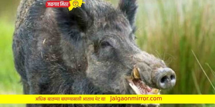 जळगावात मॉर्निंग वॉकला गेलेल्या महिलेवर रानडुकराने केला हल्ला !