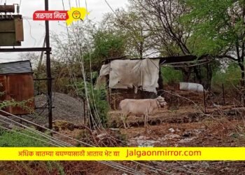 जिल्ह्यात वादळाचा प्रचंड हैदोस ; शेतकऱ्यांचे मोठे नुकसान !