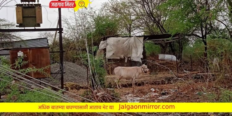 जिल्ह्यात वादळाचा प्रचंड हैदोस ; शेतकऱ्यांचे मोठे नुकसान !