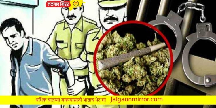 मोठी बातमी : सात लाखांच्या गांजासह आरोपी जाळ्यात !