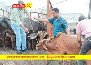 जळगावात २५ गुरांची पोलिसांनी केली सुटका !