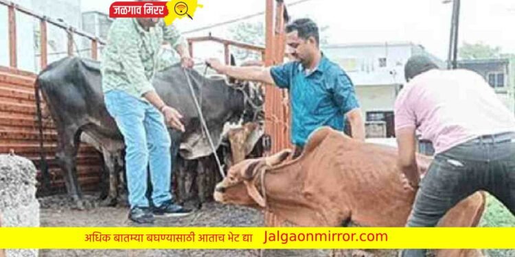 जळगावात २५ गुरांची पोलिसांनी केली सुटका !