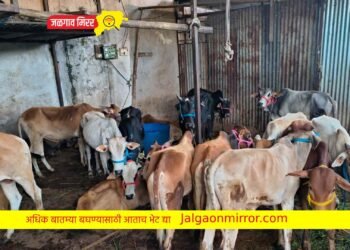 एमआयडीसी पोलिसांची मोठी कारवाई : ५५ गुरांची केली सुटका !