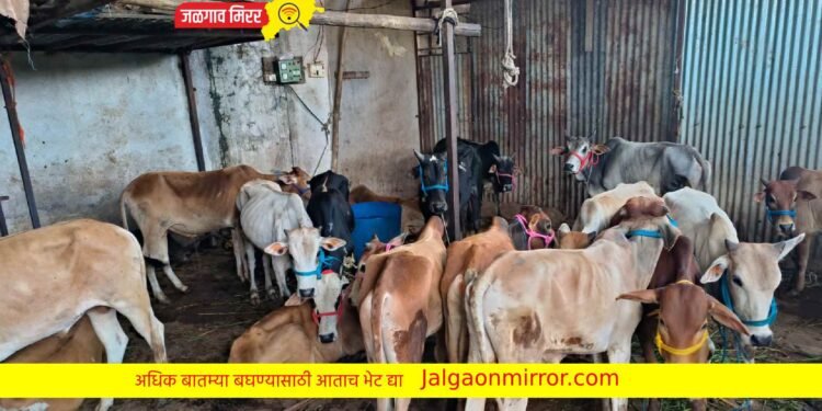 एमआयडीसी पोलिसांची मोठी कारवाई : ५५ गुरांची केली सुटका !