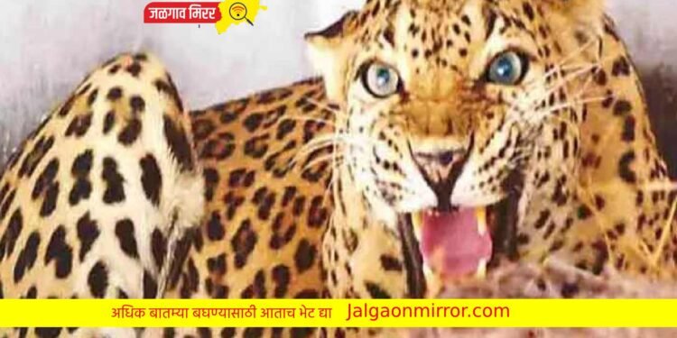 बिबटयाने पाडला वासराचा फडशा !