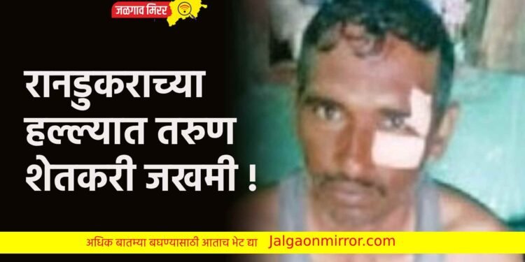 रानडुकराच्या हल्ल्यात तरुण शेतकरी जखमी !