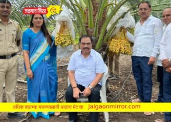 कृषीदिन विशेष : आ.एकनाथराव खडसे यांच्या शेतातील बरही खजुराला बाजारपेठेत मागणी !