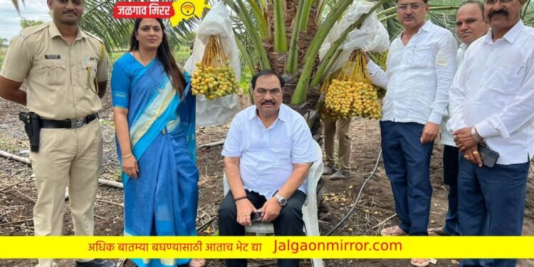 कृषीदिन विशेष : आ.एकनाथराव खडसे यांच्या शेतातील बरही खजुराला बाजारपेठेत मागणी !