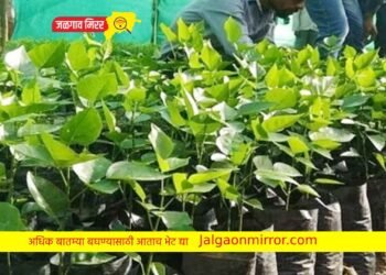 झांडाची रोपे मागविले अन जळगावच्या तरुणाला बसला लाखोंचा फटका !