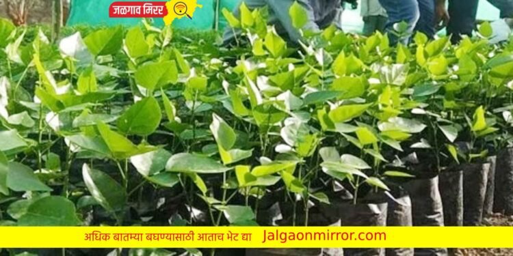 झांडाची रोपे मागविले अन जळगावच्या तरुणाला बसला लाखोंचा फटका !