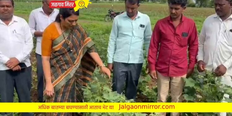 बोगस खतांमुळे पिकांच्या झालेल्या नुकसानीची रोहिणी खडसे यांनी केली पाहणी