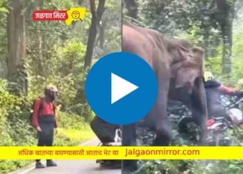 जंगलातील रस्त्यावर झाला दुचाकीचा अपघात अन आला हत्ती !