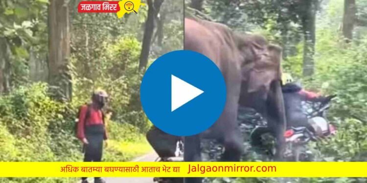 जंगलातील रस्त्यावर झाला दुचाकीचा अपघात अन आला हत्ती !