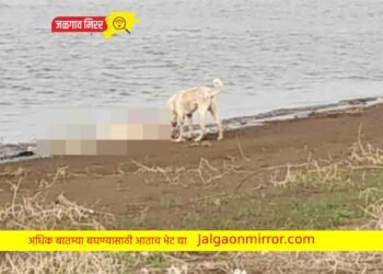 अमळनेर तालुक्यात खळबळ : धरणाच्या काठावर आढळून आला मृतदेह !