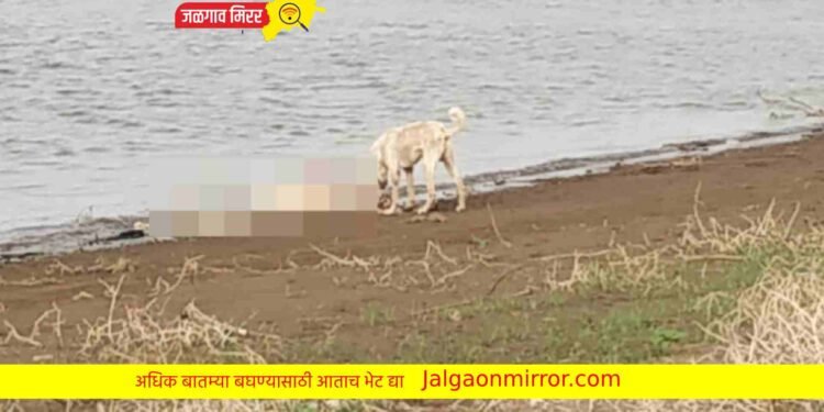 अमळनेर तालुक्यात खळबळ : धरणाच्या काठावर आढळून आला मृतदेह !
