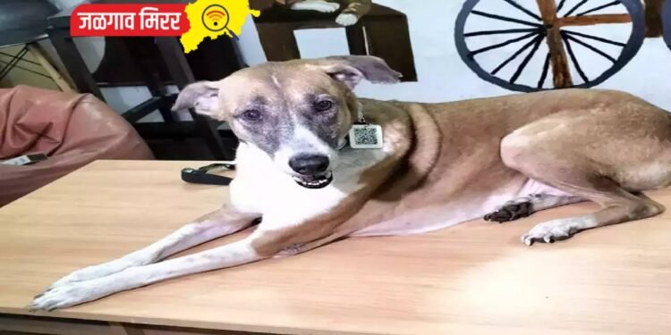 बापरे : इथे कुत्र्यांना दिले जाते आधारकार्ड !