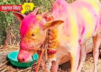 गणेशपुरच्या गोऱ्याची झाली विक्रमी तीन लाखात विक्री