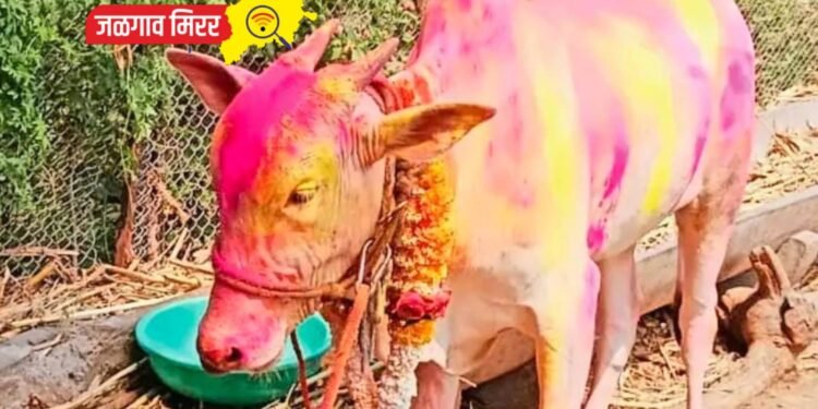 गणेशपुरच्या गोऱ्याची झाली विक्रमी तीन लाखात विक्री