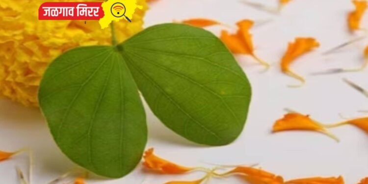 दसऱ्याच्या दिवशी या राशींना असेल सोन्याचा दिवस !