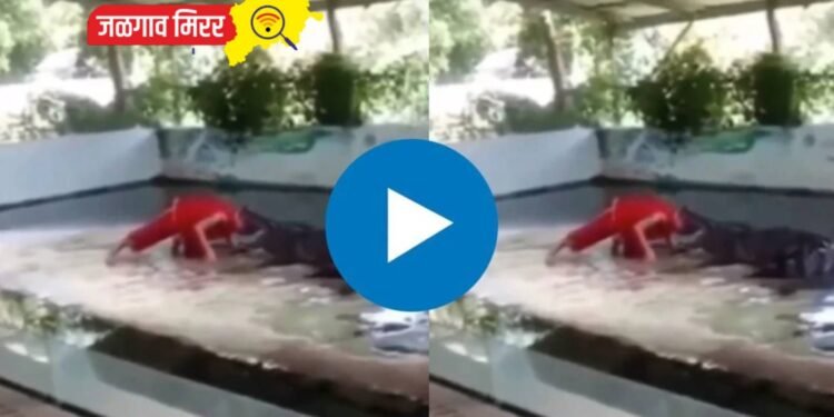थरारक व्हिडीओ : मगरीच्या जबड्यात एकाने घातले डोक !