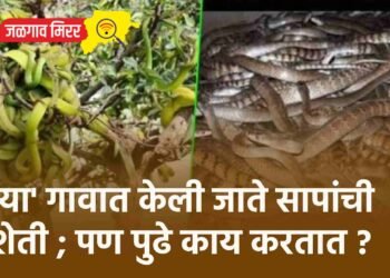 ‘या’ गावात केली जाते सापांची शेती ; पण पुढे काय करतात ?