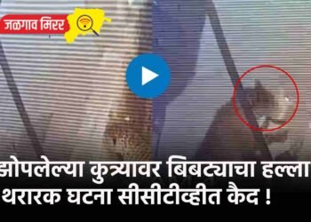 झोपलेल्या कुत्र्यावर बिबट्याचा हल्ला ; थरारक घटना सीसीटीव्हीत कैद !